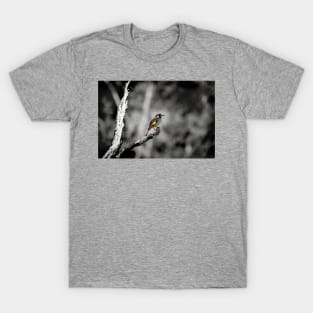 New Holland Honeyeater_VOA4033A T-Shirt